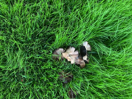 Nov 2 - Mushrooms and grass at Mormon church. Elsa loves rolling in this luscious green grass.